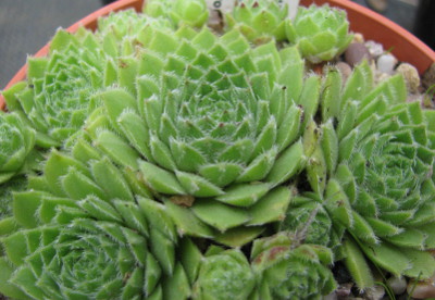 Sempervivum 'Hey Hey'
